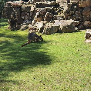 Yellow Footed Rock Wallaby