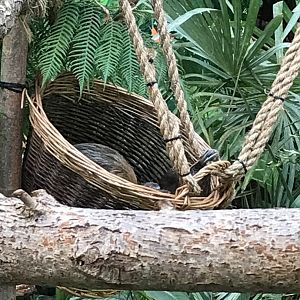 Sloth in the basket