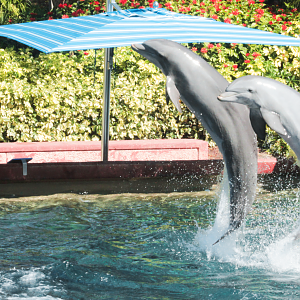 May. 2021 - Dolphin Cove - Demonstration