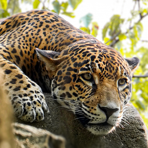 Sep. 2021 - Cat Country - Jaguar