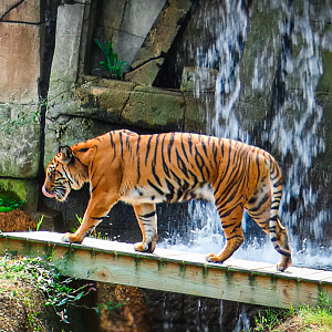 Sep. 2021 - Cat Country - Sumatran Tiger