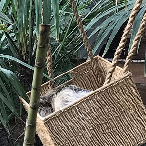 Sloth in the basket