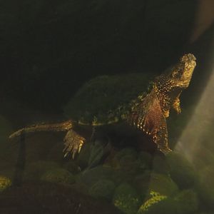 Common snapping turtle (Chelydra serpentina), 2021-09-03