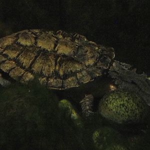Mata-Mata (Chelus fimbriata), 2021-09-03