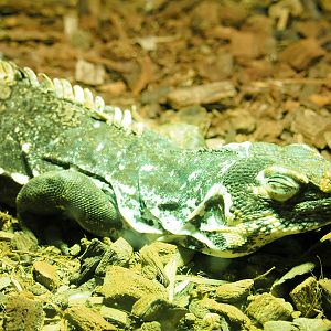 Guatemalan spiny-tailed iguana (Ctenosaura palearis), 2021-09-03