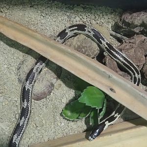 California kingsnake, Breeding form (Lampropeltis getula californiae), 2021-09-03