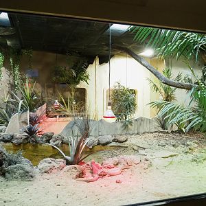 Leopard tortoise and Savanna monitor terrarium, 2021-09-03