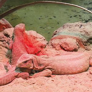 Savanna monitors (Varanus exanthematicus), 2021-09-03