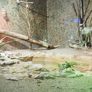 Amethystine python, Parker's snake-necked turtle and Australian zebra finch terrarium, 2021-09-03