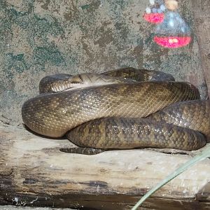 Amethystine python (Simalia amethistina), 2021-09-03