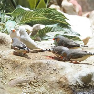 Australian Zebra finches (Taeniopygia guttata castanotis), 2021-09-03