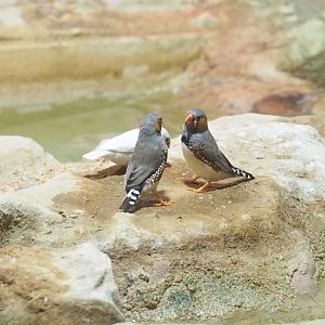 Australian Zebra finches (Taeniopygia guttata castanotis), 2021-09-03