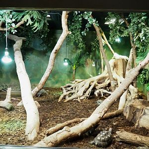 Red-footed tortoise, Green iguana and Argentine black and white tegu terrarium, 2021-09-03