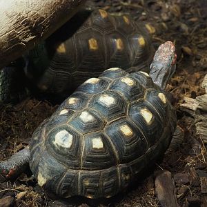 Red-footed tortoise (Chelonoidis carbonarius), 2021-09-03