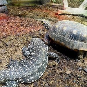 Argentine black and white tegu (Salvator merianae) and Red-footed tortoise (Chelonoidis carbonarius), 2021-09-03
