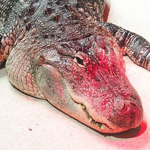 American alligator (Alligator mississippiensis), 2021-09-03