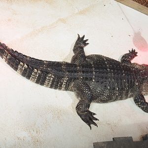 American alligator (Alligator mississippiensis), 2021-09-03