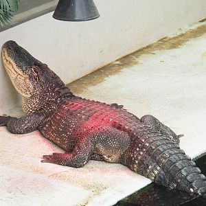 American alligator (Alligator mississippiensis), 2021-09-03