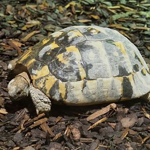 Eastern Hermann's tortoise (Testudo hermanni boettgeri), 2021-09-03