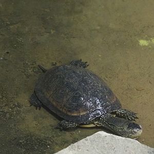 European pond turtle (Emys orbicularis), 2021-09-03