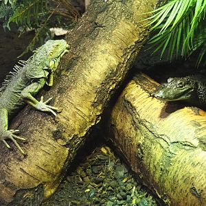 Green iguana (Iguana iguana) and Colombia spectacled caiman (Caiman crocodilus crocodilus), 2021-09-03