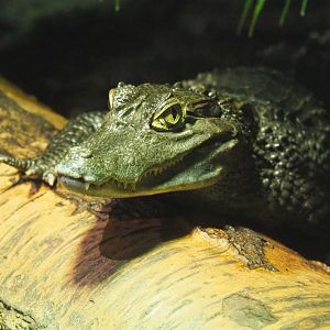 Colombia spectacled caiman (Caiman crocodilus crocodilus), 2021-09-03