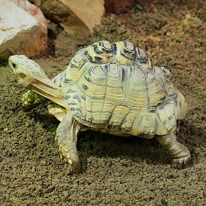 Leopard tortoise (Stigmochelys pardalis), 2021-09-03