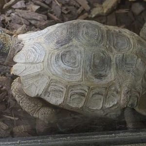 Home’s hingeback tortoise (Kinixys homeana), 2021-09-03