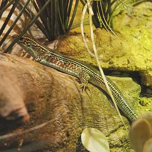 Karsten's girdled lizard (Zonosaurus karsteni), 2021-09-03