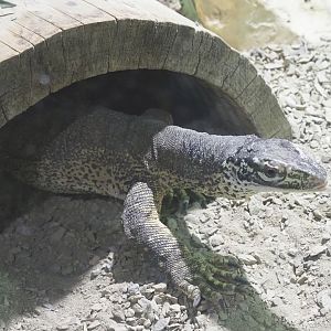 Yellow-spotted monitor (Varanus panoptes), 2021-09-03