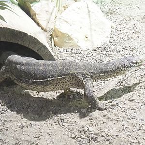 Yellow-spotted monitor (Varanus panoptes), 2021-09-03