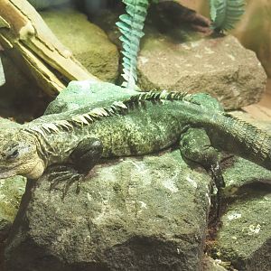 Utila spiny-tailed iguana (Ctenosaura bakeri), 2021-09-03