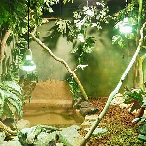 Utila spiny-tailed iguana terrarium, 2021-09-03