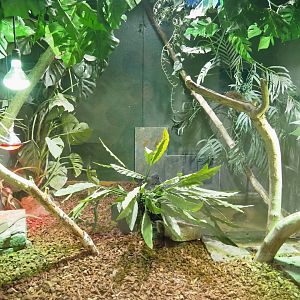 Amboina sail-finned lizard and Red-bellied short-necked turtle terrarium, 2021-09-03