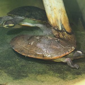 Red-bellied short-necked turtle (Emydura subglobosa), 2021-09-03