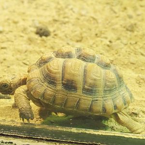Egyptian tortoise (Testudo kleinmanni), 2021-09-03