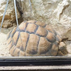 Egyptian tortoise (Testudo kleinmanni), 2021-09-03