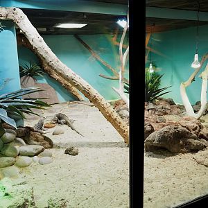 Cuban iguana terrarium, 2021-09-03