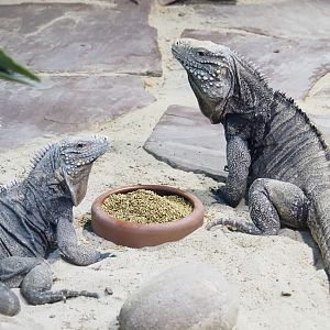 Cuban iguanas (Cyclura nubila nubila), 2021-09-03