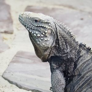 Cuban iguana (Cyclura nubila nubila), 2021-09-03