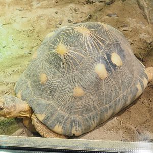 Radiated tortoise (Astrochelys radiata), 2021-09-03