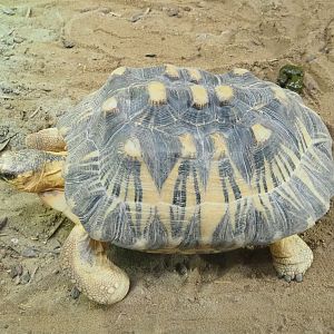 Radiated tortoise (Astrochelys radiata), 2021-09-03
