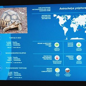Ploughshare tortoise signage, 2021-09-03