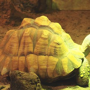 Angonoka tortoise or Ploughshare tortoise (Astrochelys yniphora), 2021-09-03