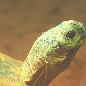 Angonoka tortoise or Ploughshare tortoise (Astrochelys yniphora), 2021-09-03