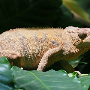 Panther chameleon (Furcifer pardalis), 2021-09-03