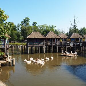 African stilt village and Great white pelican and Western pygmy hippopotamus exhibit, 2021-09-03