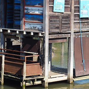 Great white pelican holding aviary, 2021-09-03