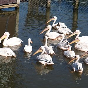 Flock of Great white pelicans (Pelecanus onocrotalus), 2021-09-03