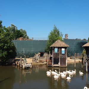 Mersus Emergo and Western pygmy hippopotamus and Great white pelican exhibit, 2021-09-03